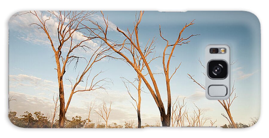 Australia Galaxy Case featuring the photograph Red Gum Trees Are Iconic Australian #1 by Ashley Cooper