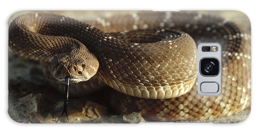 Feb0514 Galaxy Case featuring the photograph Red Rattlesnake Baja California Mexico #1 by Larry Minden