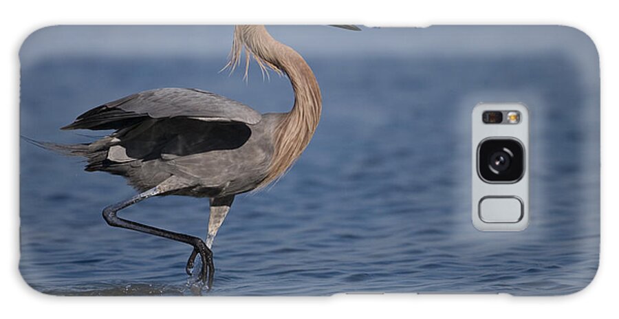 Feb0514 Galaxy Case featuring the photograph Reddish Egret Wading Texas #1 by Tom Vezo