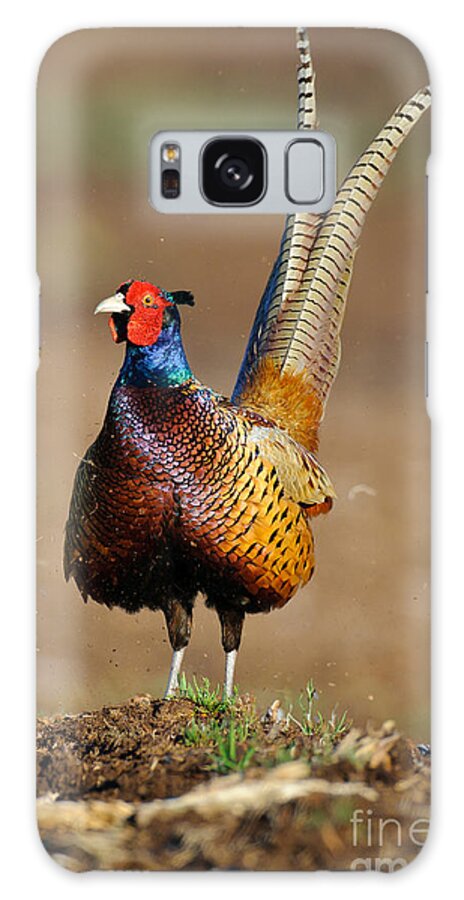 Ring-necked Pheasant Galaxy Case featuring the photograph Ring-necked Pheasant #1 by Willi Rolfes