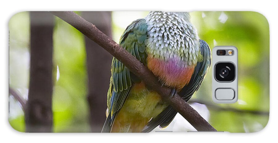 Martin Willis Galaxy Case featuring the photograph Rose-crowned Fruit-dove Australia #1 by Martin Willis
