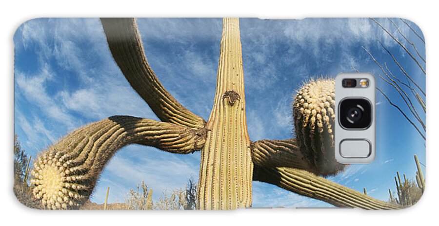 Feb0514 Galaxy Case featuring the photograph Saguaro Cactus Saguaro Np Arizona #1 by Kevin Schafer
