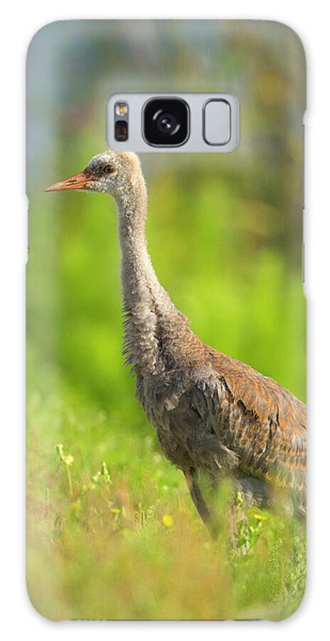 Baby Galaxy Case featuring the photograph Sandhill Crane Chick Resting In Grass #1 by Maresa Pryor