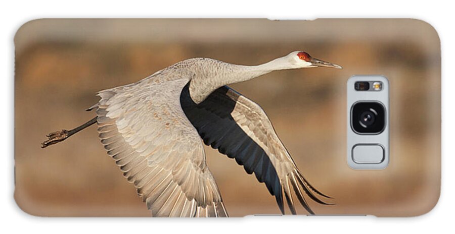 Bird Galaxy Case featuring the photograph Sandhill Crane (grus Canadensis #1 by Larry Ditto