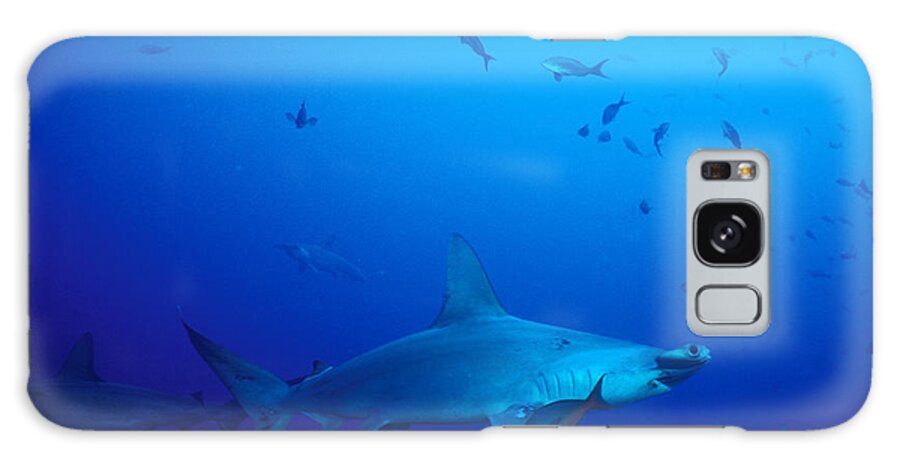 Animal Galaxy Case featuring the photograph Scalloped Hammerhead Shark #1 by Greg Ochocki