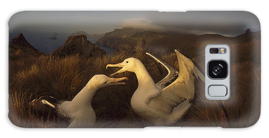 Feb0514 Galaxy Case featuring the photograph Southern Royal Albatrosses Courting #1 by Tui De Roy