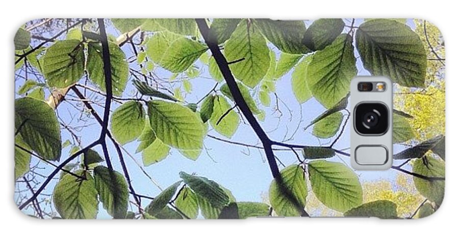 Nature Galaxy Case featuring the photograph Spring Leaves #1 by Nic Squirrell