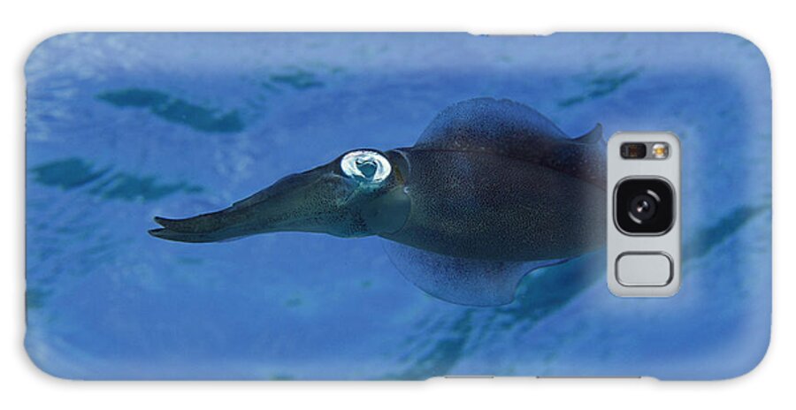 Feb0514 Galaxy Case featuring the photograph Squid Portrait Bonaire #1 by Flip Nicklin