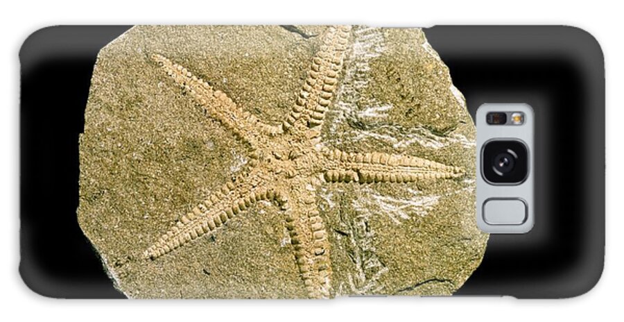 Archastropecten Cotteswoldiae Galaxy Case featuring the photograph Starfish Fossil #1 by Natural History Museum, London/science Photo Library