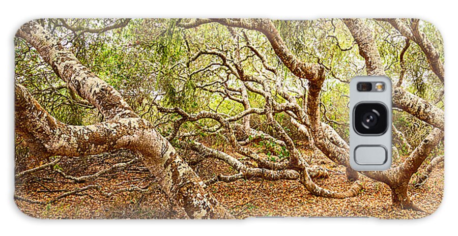 El Moro Elfin Forest Galaxy Case featuring the photograph The magical El Moro Elfin Forest. #1 by Jamie Pham