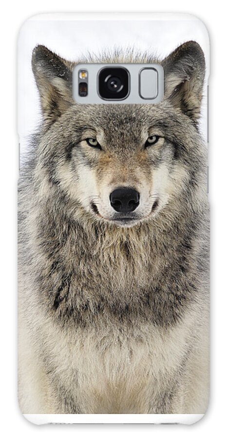 Wolf Galaxy Case featuring the photograph Timber Wolf Portrait by Tony Beck