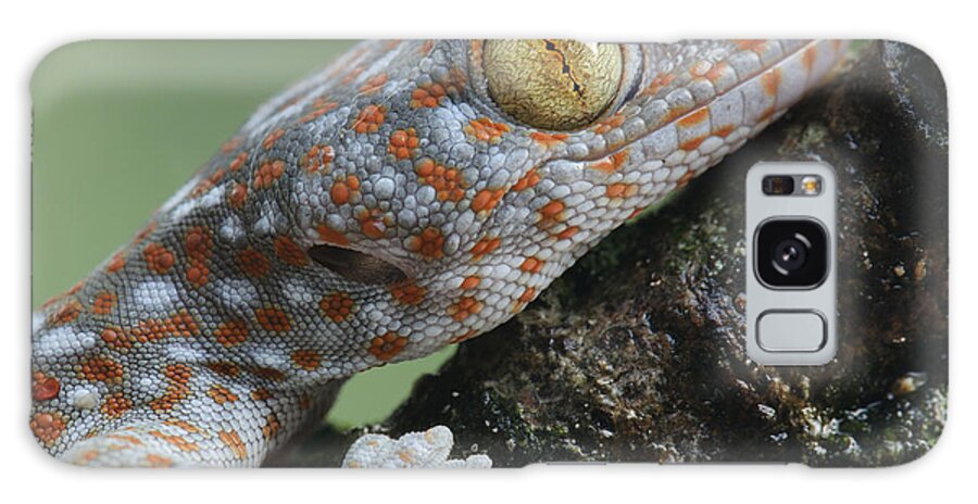 Feb0514 Galaxy Case featuring the photograph Tokay Gecko Juvenile Thailand #1 by Ch'ien Lee
