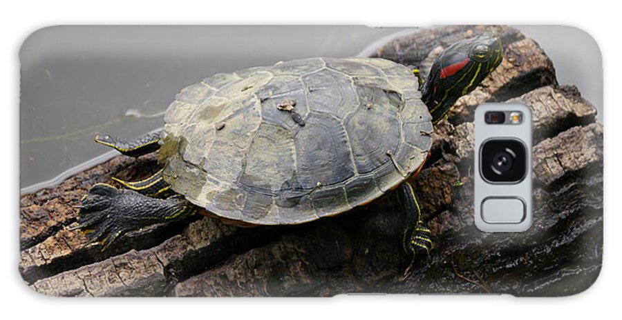 Turtle Galaxy Case featuring the photograph Turtle On A Log #1 by Jane Ford