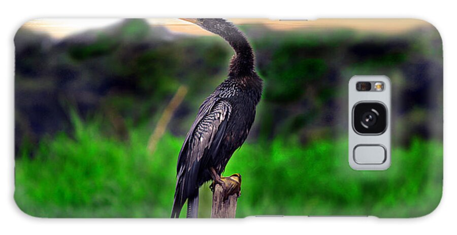 Anhinga Galaxy Case featuring the photograph Water Turkey by Gary Keesler