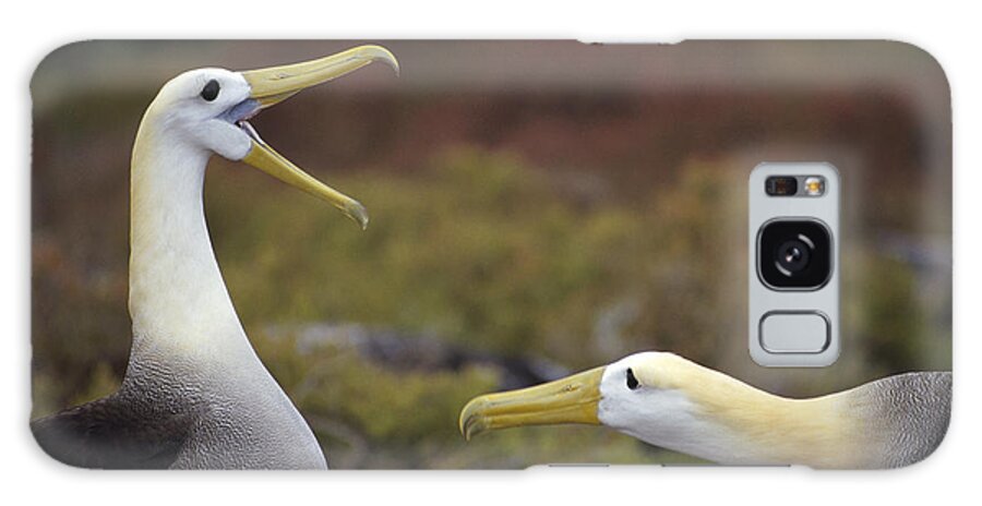 Feb0514 Galaxy Case featuring the photograph Waved Albatross Courtship Display #1 by Tui De Roy