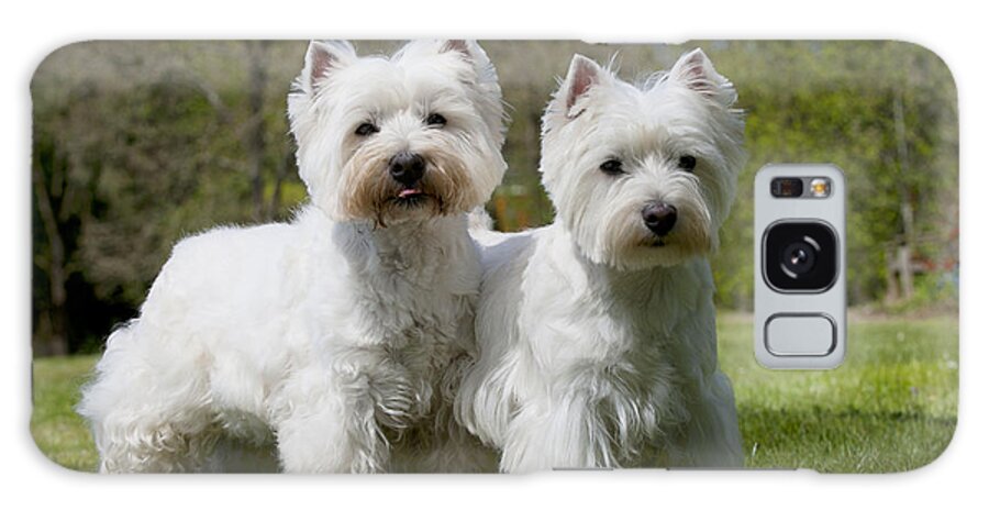 Dog Galaxy Case featuring the photograph West Highland White Terriers #1 by John Daniels