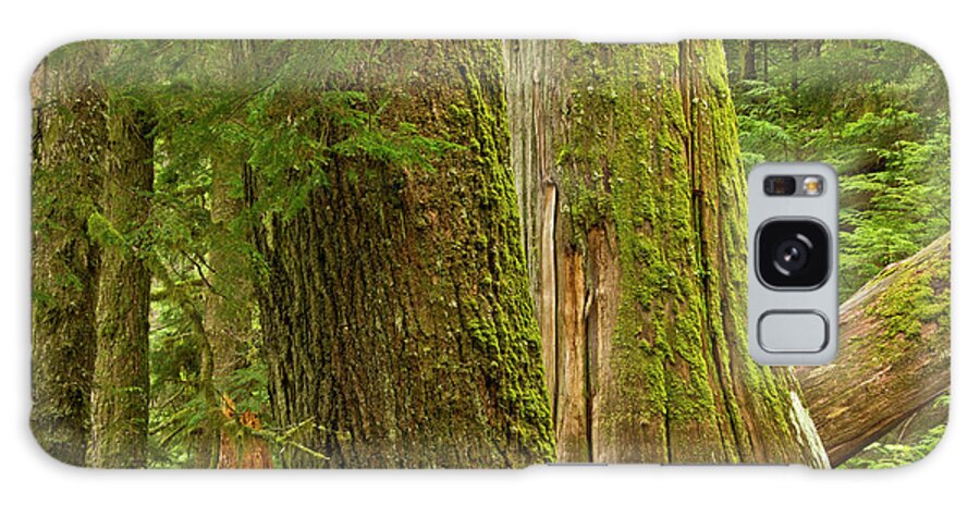 Bark Galaxy Case featuring the photograph Western Hemlock, Cedar, Grove #1 by Michel Hersen