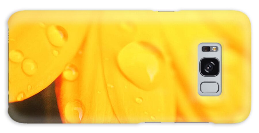 Agriculture Galaxy Case featuring the photograph Yellow Daisy Raindrops #1 by Gemma Knight