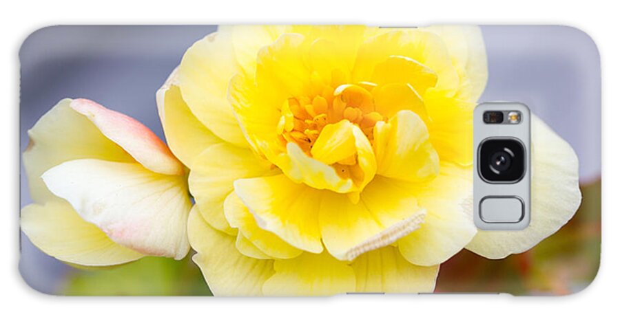 Yellow Flower Galaxy Case featuring the photograph Yellow Flower #1 by Susan Jensen