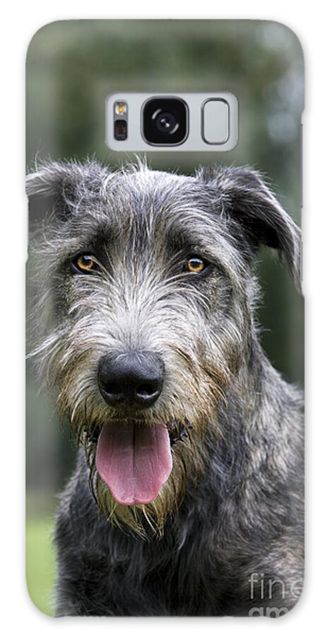Irish Wolfhound Galaxy Case featuring the photograph 101130p053 by Arterra Picture Library