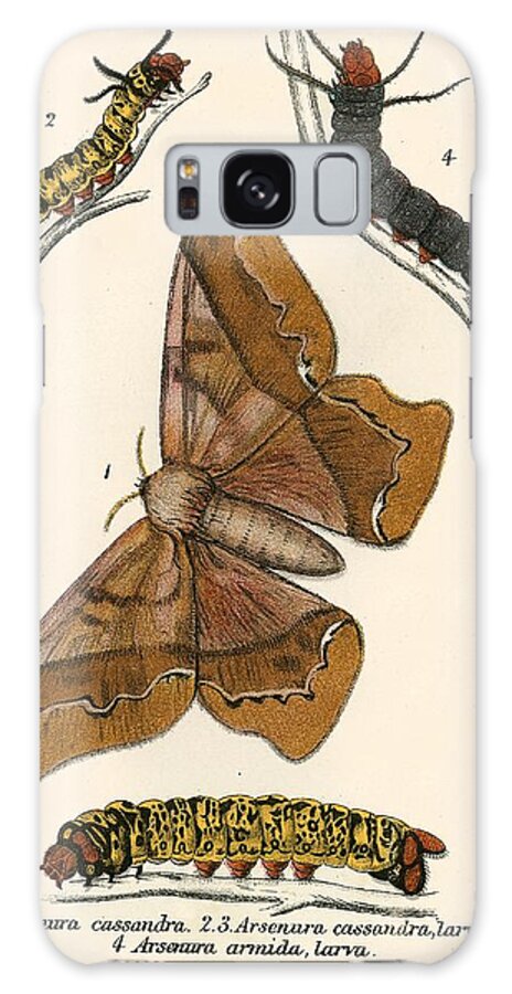 Insect Galaxy Case featuring the painting Butterflies by English School