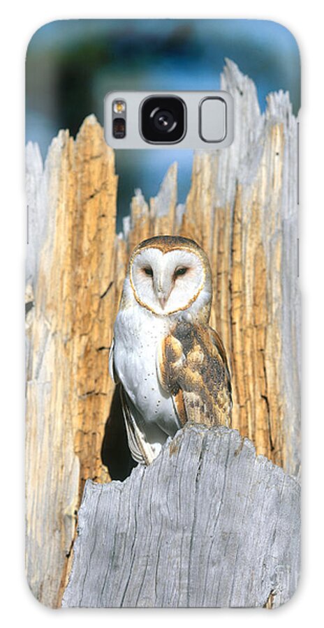 Barn Owl Galaxy Case featuring the photograph Barn Owl #9 by Hans Reinhard