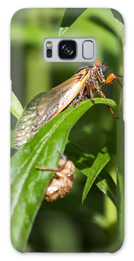 Periodical Cicada Galaxy Case featuring the photograph 17 Year Itch by Rebecca Sherman