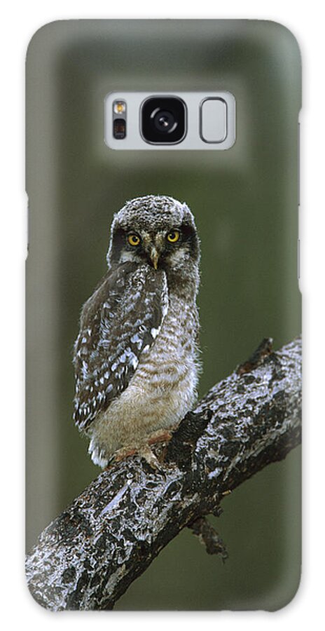 00220914 Galaxy Case featuring the photograph Northern Hawk Owl Chick by TomVezo