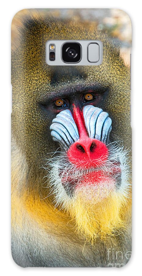Nature Galaxy Case featuring the photograph Mandrill #18 by Millard H. Sharp