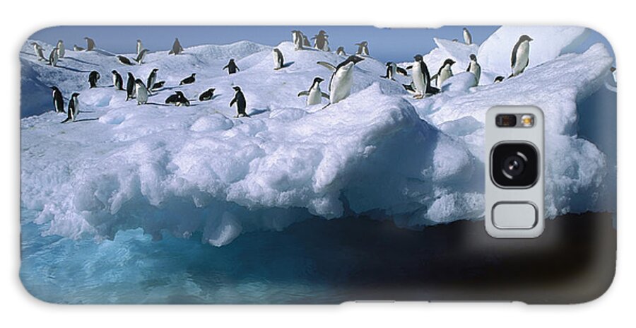 Feb0514 Galaxy Case featuring the photograph Adelie Penguins On Iceberg Antarctica #2 by Colin Monteath