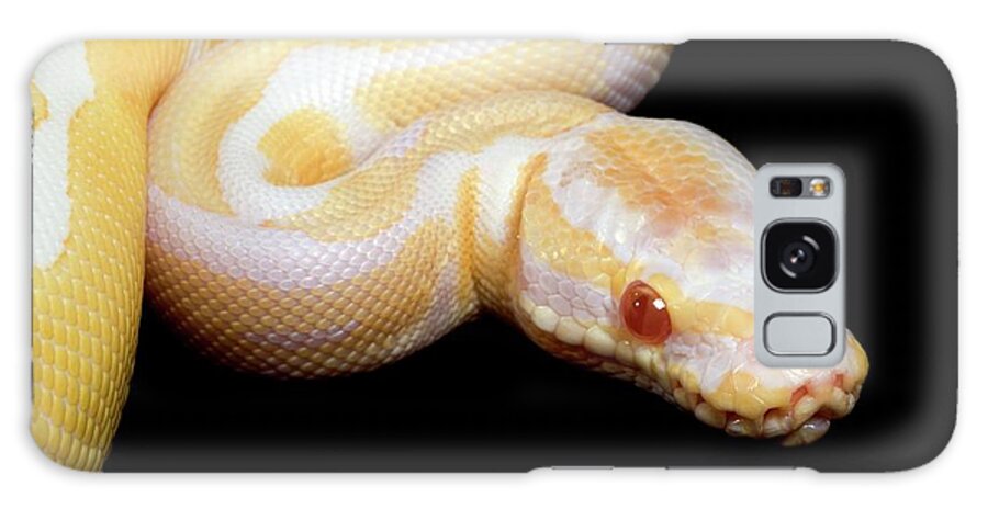 Python Regius Galaxy Case featuring the photograph Albino Royal Python #2 by Pascal Goetgheluck/science Photo Library