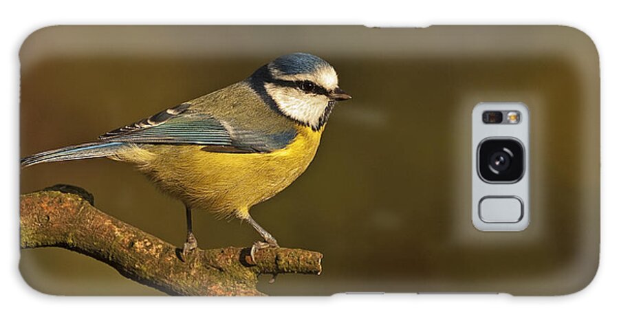 Blue Tit Galaxy Case featuring the photograph Blue Tit #2 by Paul Scoullar