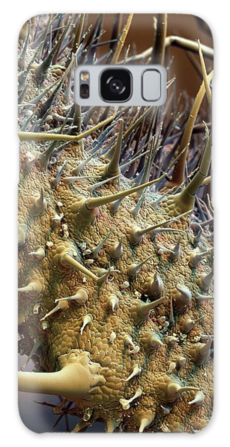 Borago Officinalis Galaxy Case featuring the photograph Borage Trichomes #2 by Stefan Diller