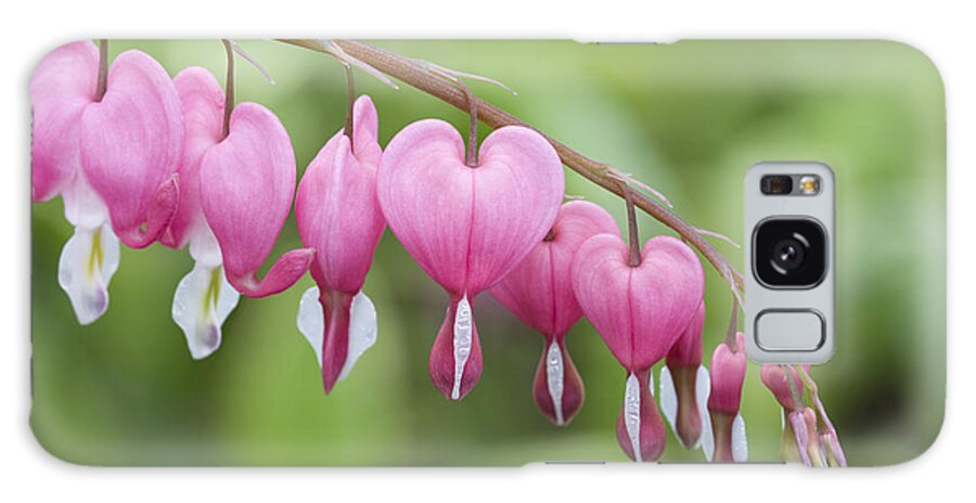 Bleeding Hearts Galaxy Case featuring the photograph Hang in There by Patty Colabuono