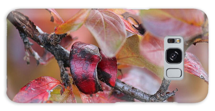 Leaves Galaxy Case featuring the photograph Fall Leaves #2 by Ann E Robson