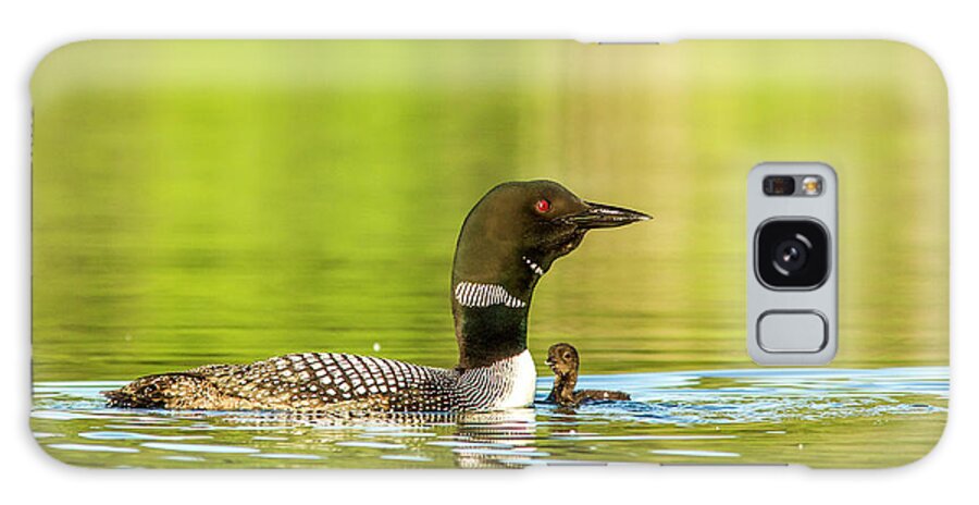 Baby Galaxy Case featuring the photograph Female Common Loon With Newborn Chick #2 by Chuck Haney