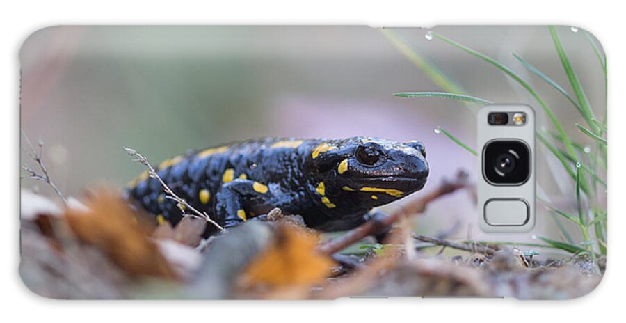 Animals Galaxy Case featuring the photograph Fire Salamander - Salamandra salamandra #2 by Jivko Nakev