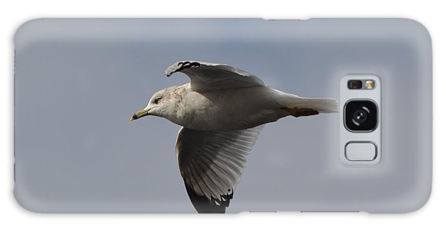 Ring-billed Gull Galaxy Case featuring the photograph Flight #2 by James Petersen