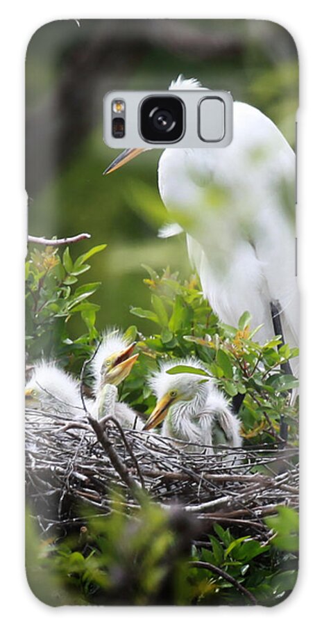  Egrets Galaxy Case featuring the photograph Great White Egret with Chicks #2 by Joseph G Holland