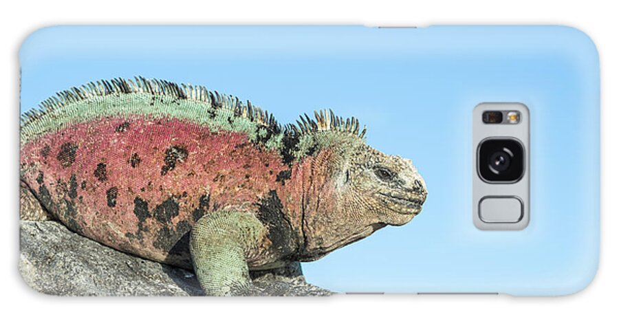 Tui De Roy Galaxy Case featuring the photograph Marine Iguana Male In Breeding Colors #3 by Tui De Roy