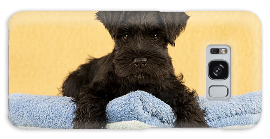 Dog Galaxy Case featuring the photograph Miniature Schnauzer Puppy by John Daniels