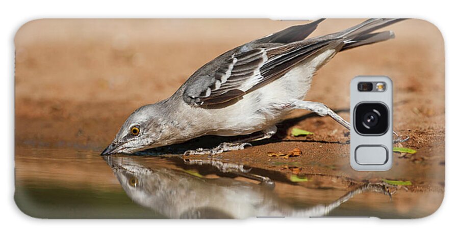 Alert Galaxy Case featuring the photograph Northern Mockingbird (mimus Polyglottos #2 by Larry Ditto