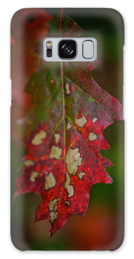 Oak Galaxy Case featuring the photograph Oak leaf #2 by Prince Andre Faubert