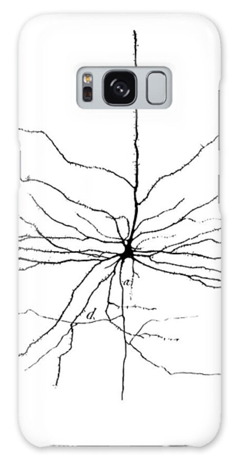 Pyramidal Cell Galaxy Case featuring the photograph Pyramidal Cell In Cerebral Cortex, Cajal by Science Source