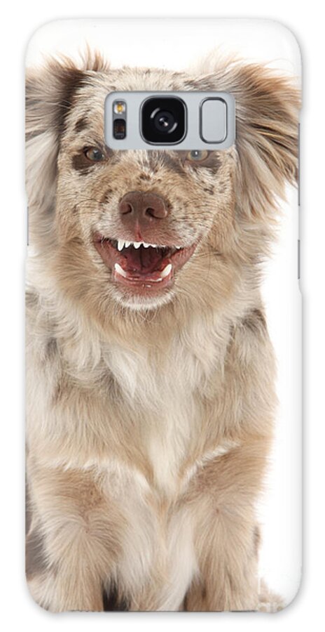 Nature Galaxy Case featuring the photograph Red Merle Miniature American Shepherd #2 by Mark Taylor