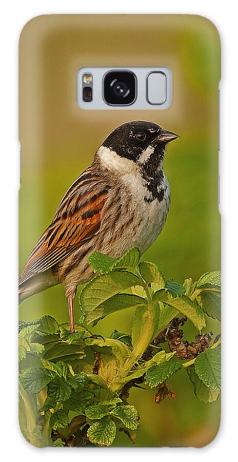 Reedbunting Galaxy S8 Case featuring the photograph Reed Bunting #2 by Paul Scoullar