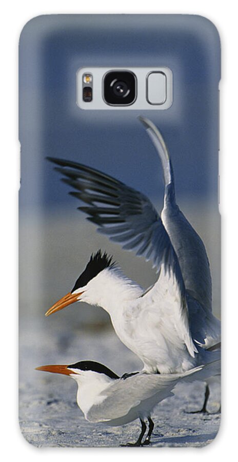 Royal Tern Galaxy Case featuring the photograph Royal Terns #2 by Paul J. Fusco