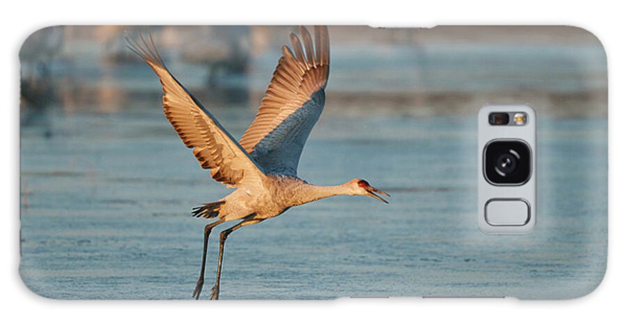 Bird Galaxy Case featuring the photograph Sandhill Crane (grus Canadensis #2 by Larry Ditto