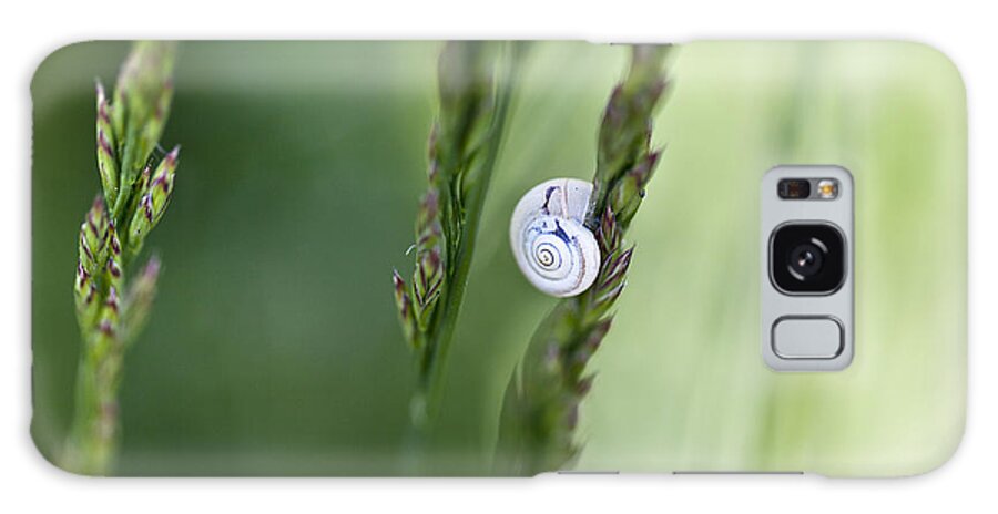 Snail Galaxy Case featuring the photograph Snail on Grass #2 by Nailia Schwarz