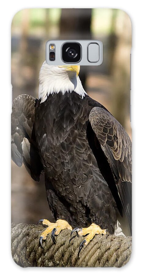 Bald Eagle Galaxy Case featuring the photograph The Eagle Has Landed #2 by M Three Photos